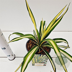Yucca filamentosa 'Color Guard' 25-30 cm 2,5L