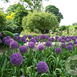 Allium 'Ambassador' gm 4,0L