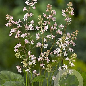 Heucherella a. 'Bridget Bloom' GM P9
