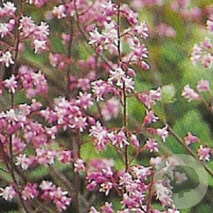 Heucherella a. 'Bridget Bloom' GM P9