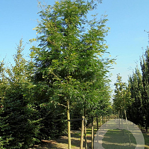 Gleditsia triacanthos 'Sunburst Locust' 10-12 HO draadkluit