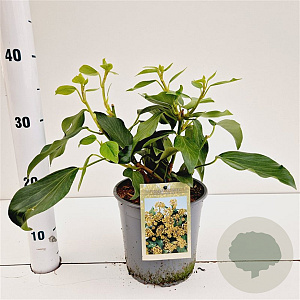 Hedera colchica 'Arborescens' 30-40 cm 2,5L