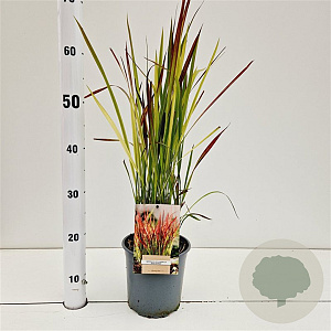 Imperata cylindrica 'Red Baron' 25-30 cm 2,0L