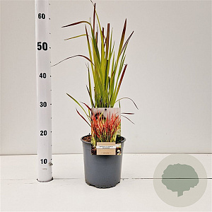 Imperata cylindrica 'Red Baron' 25-30 cm 2,0L