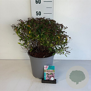 Spiraea jap. 'Rick Star' 40-50 cm 6,5L