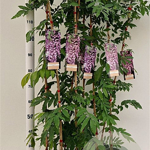 Wisteria floribunda 'Rosea' 100-125 cm rozenpot 2L