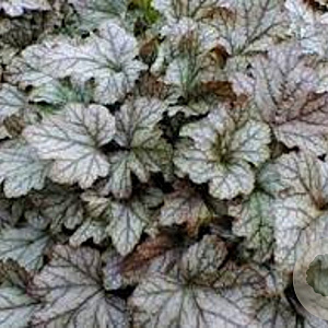 Heucherella 'Quicksilver' GM P9