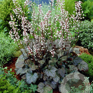 Heucherella 'Quicksilver' GM P9