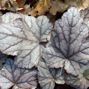 Heucherella 'Quicksilver' GM P9