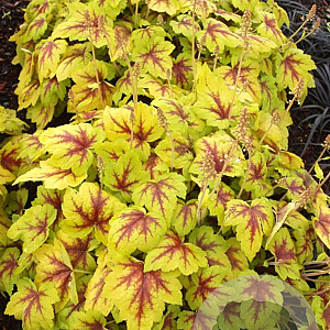 Heucherella 'Stoplight' GM P9