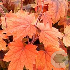Heucherella 'Sweet Tea' GM P9