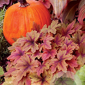 Heucherella 'Sweet Tea' GM P9