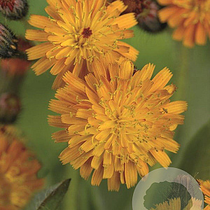 Hieracium aurantiacum GM P9