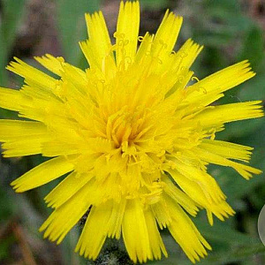 Hieracium pilosella GM P9