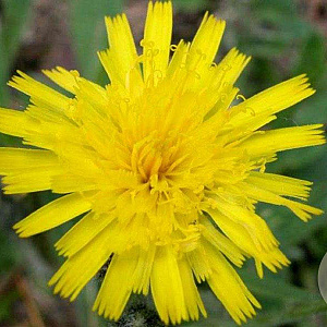 Hieracium pilosella GM P9