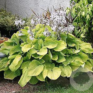 Hosta 'August Moon' GM P9