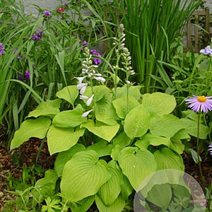 Hosta 'August Moon' GM P9