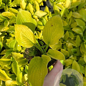 Hosta 'August Moon' GM P9