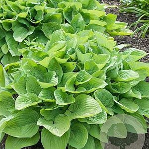 Hosta 'August Moon' GM P9