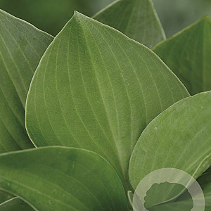 Hosta 'Blue Cadet' GM P9