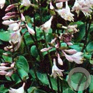 Hosta 'Blue Cadet' GM P9