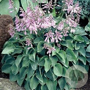Hosta 'Blue Cadet' GM P9