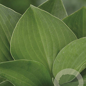 Hosta 'Blue Cadet' GM P9