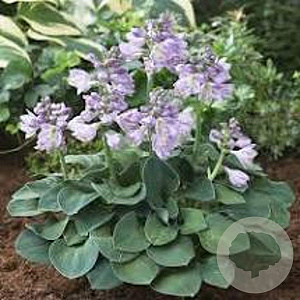 Hosta 'Blue Mouse Ears' GM P9