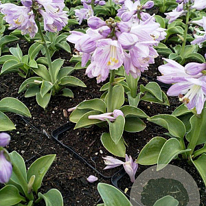 Hosta 'Blue Mouse Ears' GM P9