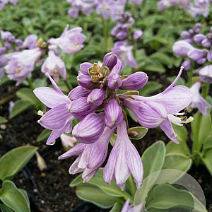 Hosta 'Blue Mouse Ears' GM P9