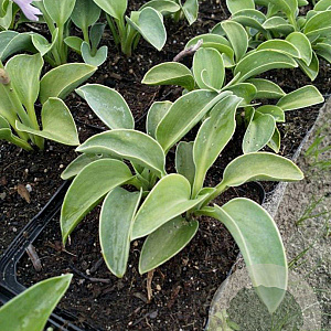 Hosta 'Blue Mouse Ears' GM P9