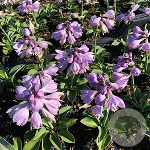 Hosta 'Blue Mouse Ears' GM P9