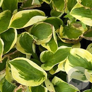 Hosta 'Brim Cup' GM P9