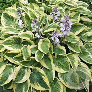 Hosta 'Brim Cup' GM P9