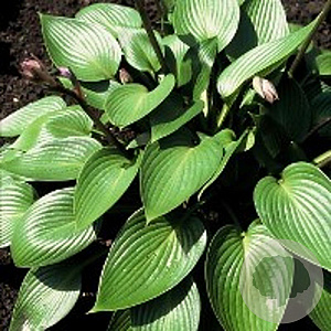 Hosta 'Devon Green' GM P9