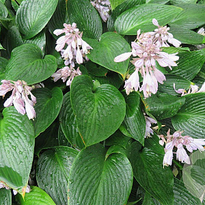 Hosta 'Devon Green' GM P9