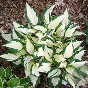 Hosta 'Fire and Ice' GM P9
