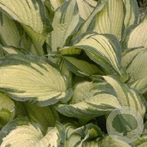 Hosta 'Fortunei Albopicta' GM P9