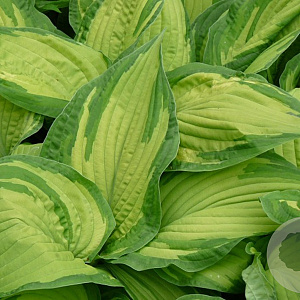 Hosta 'Fortunei Albopicta' GM P9