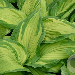 Hosta 'Fortunei Albopicta' GM P9