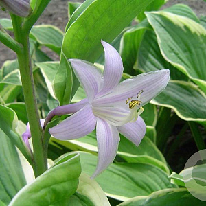 Hosta 'Fortunei Aureomarginata' GM P9