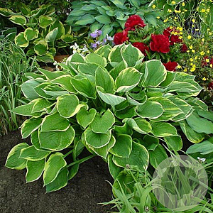 Hosta 'Fortunei Aureomarginata' GM P9