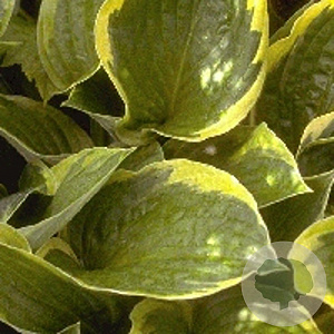 Hosta 'Fortunei Aureomarginata' GM P9