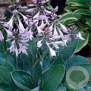 Hosta 'Fortunei Hyacinthina' GM P9