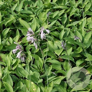 Hosta 'Fortunei Hyacinthina' GM P9