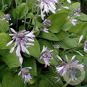 Hosta 'Fortunei Hyacinthina' GM P9