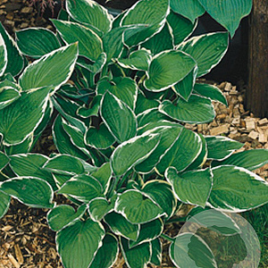 Hosta 'Francee' GM P9