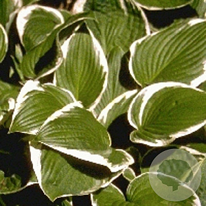 Hosta 'Francee' GM P9