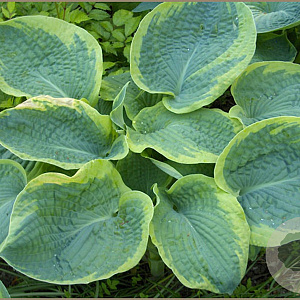 Hosta 'Frances Williams' GM P9