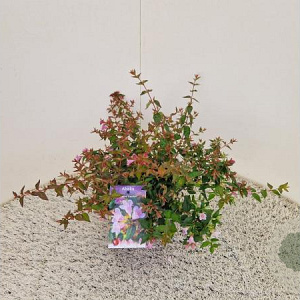 Abelia 'Edward Goucher' 20-25 cm 2,5L